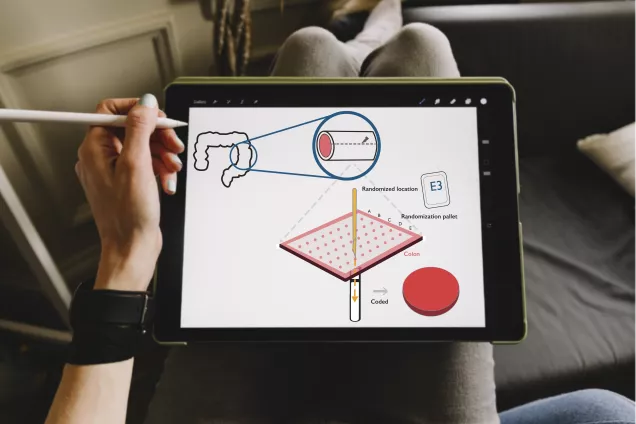 PhD student at drawing an scientific illustration on an iPad. Photo.