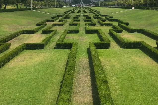 Low green hedges in the form of a maze. Photograph.