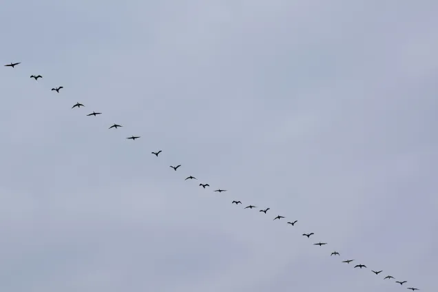 migrating birds. photo.