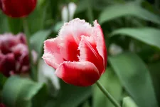 Red and white tulip. Photo.