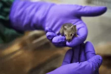 Mouser being held by two hands in purple latex gloves. Photograph.