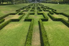 Low green hedges in the form of a maze. Photograph.