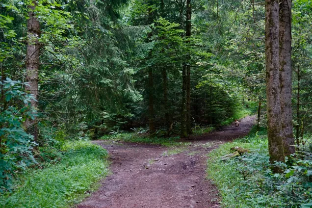 Bild på en skog med två smala stigar. En stig går och vänster och en stig går åt höger.