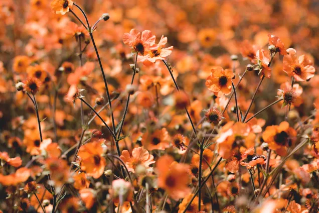 En äng full med oranga små blommor