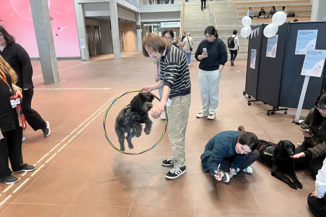 Vårdhunden Millie hoppar genom en ring. Foto.