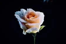 Rosa ros. Foto.