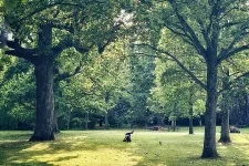 Människa på gräset i park. Foto.