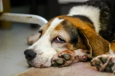 lat hund. foto.