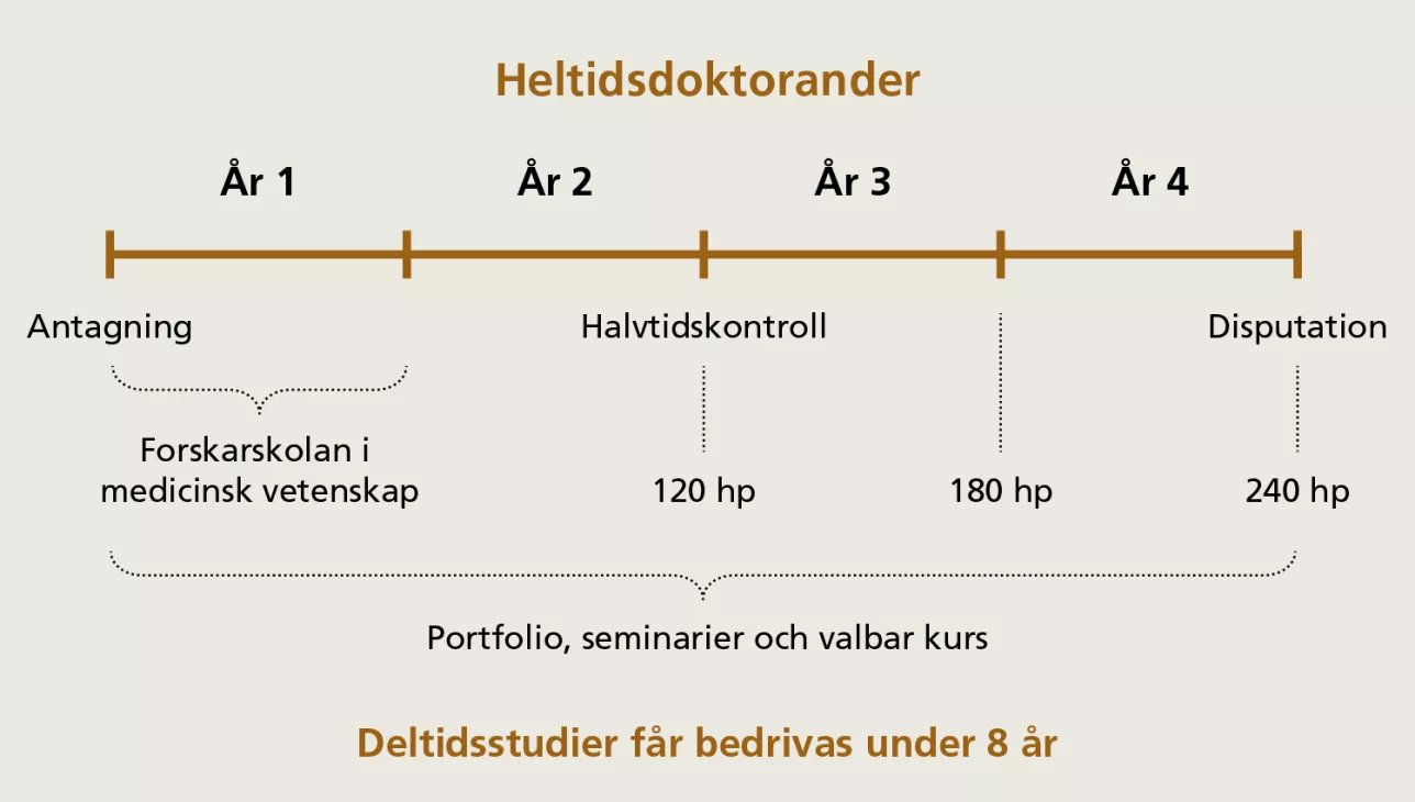 Översikt över forskarutbildningen. Illustration.