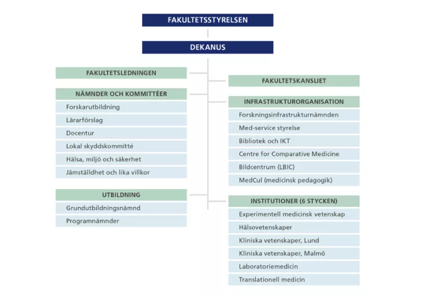 Illustration över fakultetens organisationsstruktur
